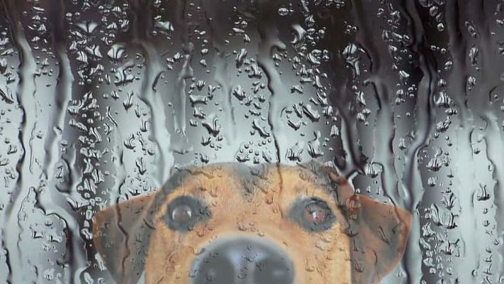 Geen weer om hond door te jagen: man gearresteerd die toch hond uitliet
