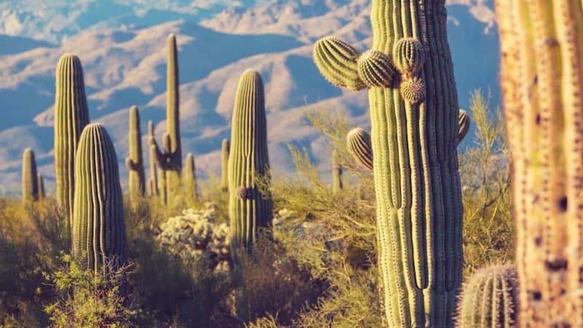 Cactussen in een uitgestrekt woestijnlandschap